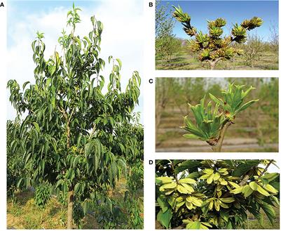 The chromosome-level genome of Eucommia ulmoides provides insights into sex differentiation and α-linolenic acid biosynthesis